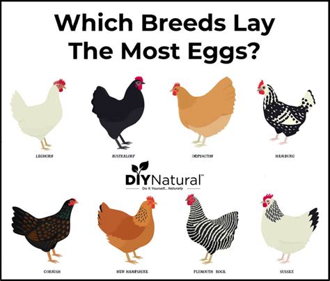 Choosing the Perfect Chicken Breeds for Optimal Egg Production