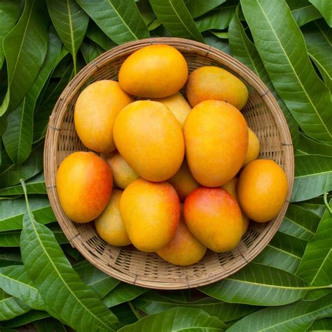 Choosing the Perfect Mango Variety for Your Local Climate