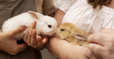 Choosing the Perfect Rabbit Breed for You