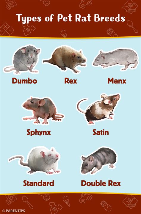 Choosing the Perfect Rat: Exploring Various Breeds and Varieties to Match Your Preferences