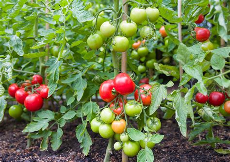 Choosing the Perfect Tomato Varieties for Your Flourishing Garden