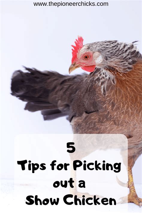 Choosing the Right Bird: A Guide to Picking the Perfect Poultry