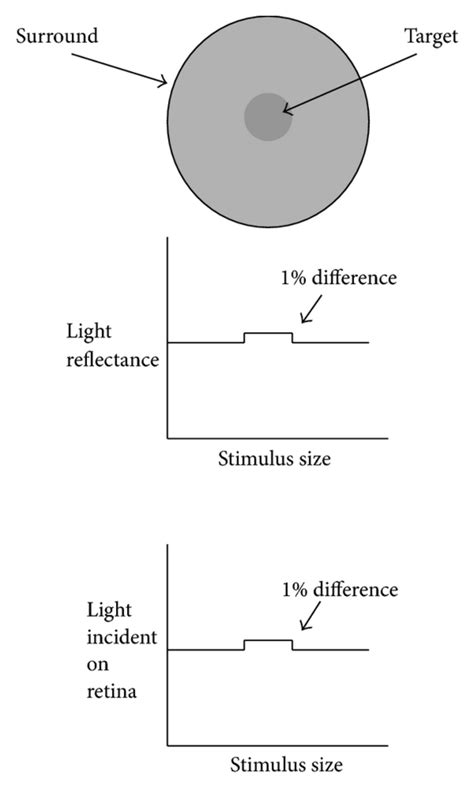 Chronological Information about the Phenomenon and Longstanding Luminance of Lilliana