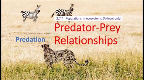 Coexistence or Competition? The Dynamic Relationship Between Predators and Their Prey