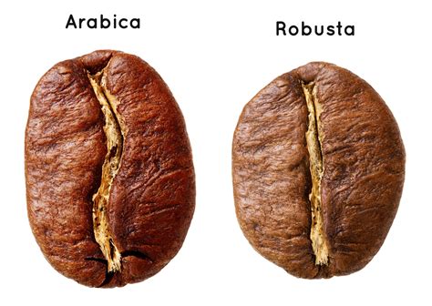 Coffee Varieties: From Arabica to Robusta and Beyond