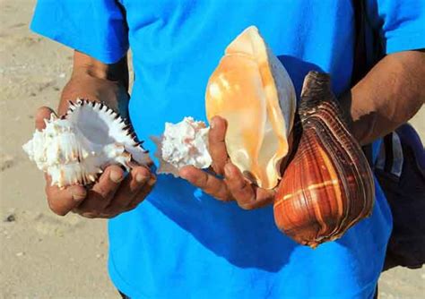 Collecting Seashells: A Worthwhile Pursuit