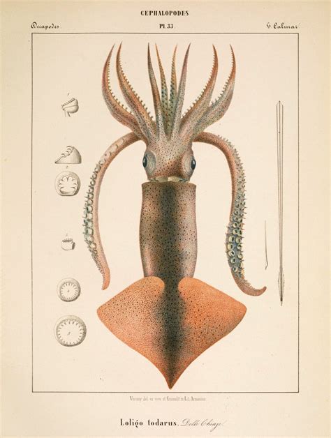 Coloration: The Enchanting Pink Hue of the Cephalopod