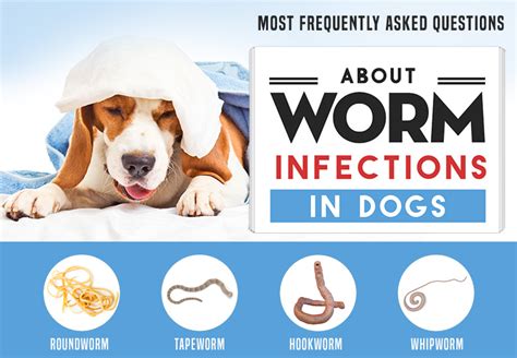 Common Causes and Risk Factors of Worm Infestation in Canines