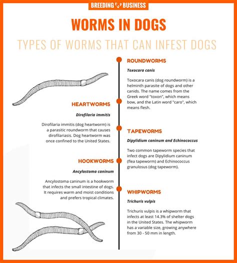 Common Causes of Worms in Canines