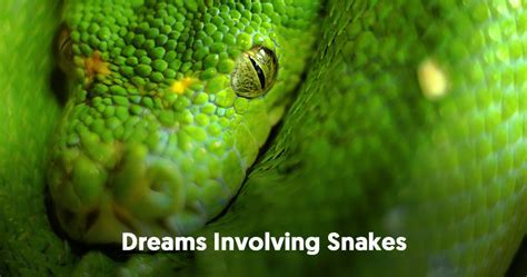 Common Emotions and Reactions in Dreams of Serpent Birth