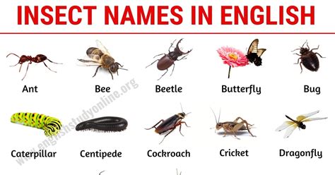 Common Meanings Associated with Insects Held in the Palm