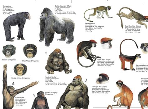 Common Themes and Patterns in the Reveries of a Primate Troupe