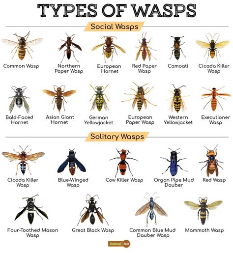 Common Themes and Variations: Different Scenarios with Wasps