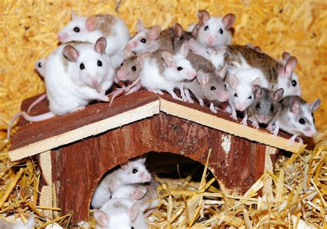 Common Themes in Dreams About Rats and Hamsters