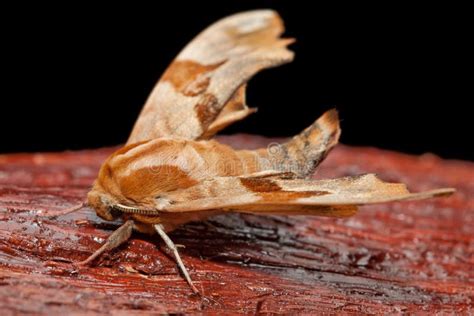 Common Themes in Dreams Featuring Brown Moths