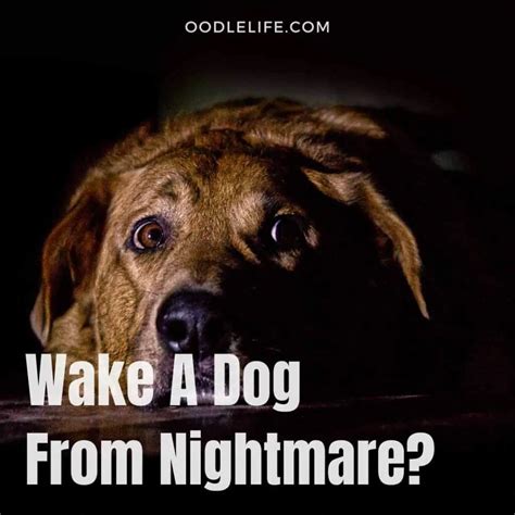 Common Triggers of Pup Canine Misconduct in Nightmare