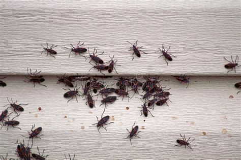 Common Types of Insect Infestations in House-Related Dreams