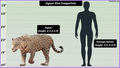 Comparing Bianca Jaguar's Height and Body Measurements