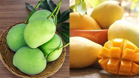 Comparing Taste, Texture, and Uses: Green Mangoes vs Ripe Mangoes