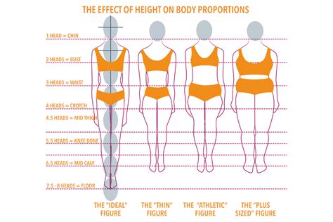 Comparison of Stature and Body Ratios