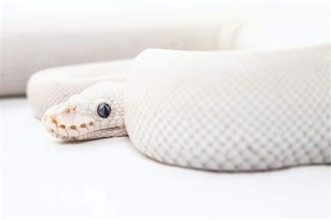 Connecting Dream Symbols: Snakes, White Color, and Multiplicity