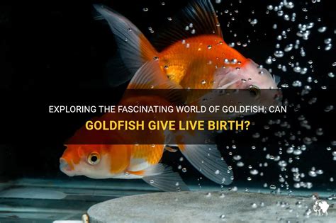 Connecting Dreams of Goldfish Giving Birth to Personal Experiences