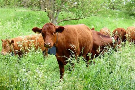 Connecting Incidents Involving Bovine Confrontations in Reveries to Real-Life Circumstances