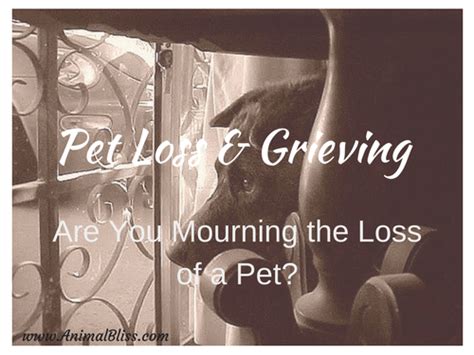 Connecting with Others Who Have Shared the Experience of Mourning the Loss of a Beloved Feline Companion