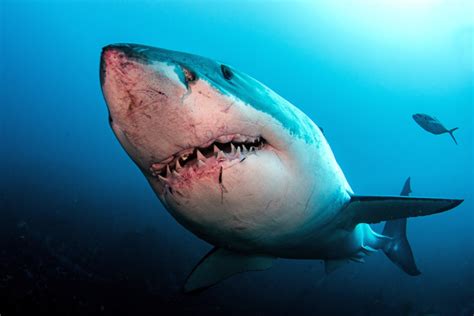 Conquering Fear: Overcoming Phobias through Shark Encounters