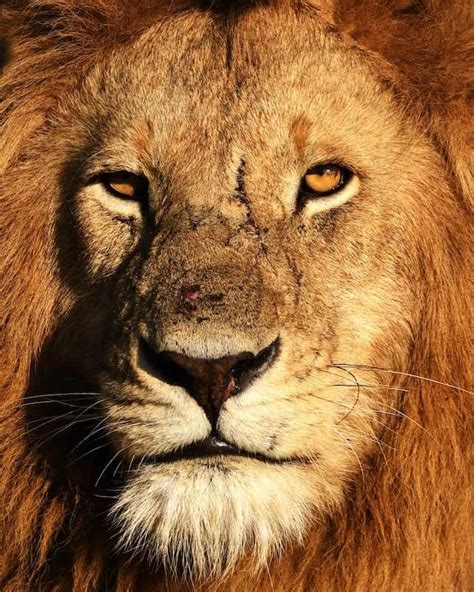 Conquering the Beast: Empowering Strategies to Tackle Lion Dreams