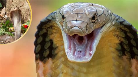 Conservation Challenges: Preserving the Future of the Enigmatic King Cobra