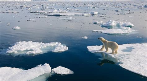 Conservation Challenges: The Urgent Need to Protect Polar Bears and Their Ecosystem