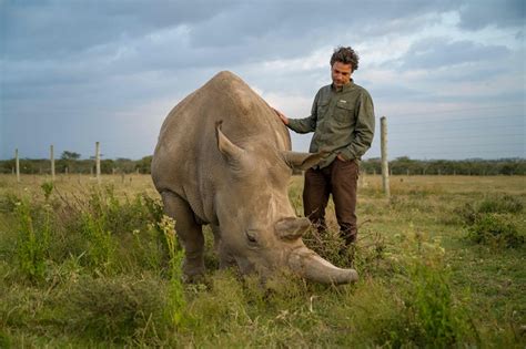 Conservation Efforts: Preserving the Mighty Rhino