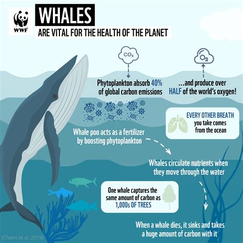 Conservation Efforts: Protecting the Fragile Ecosystem of the Whales' Aquatic Home