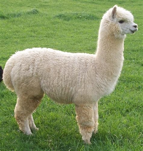 Conservation Efforts: Protecting the Future of Enormous Alpacas