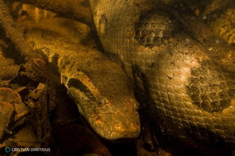 Conservation Efforts: Protecting the Magnificent Pale Green Anaconda