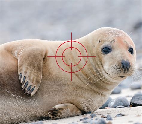 Conservation Efforts and Challenges for the Grey Seal Population