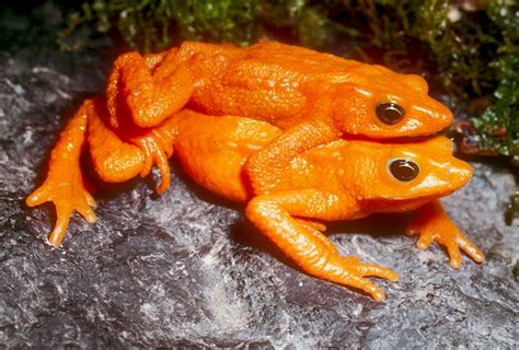 Conservation Efforts for the Imperiled Scarlet Frog Species