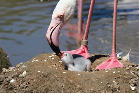 Conservation Efforts to Preserve Young Flamingos and Their Natural Environment