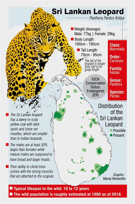 Conservation Efforts to Protect the Endangered Panthera pardus