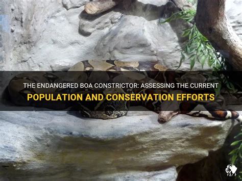 Conservation Efforts to Safeguard the Giant Boa's Population