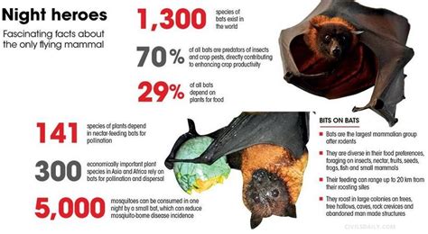 Conservation and Preservation: Recognizing the Significance of Bats in our Ecosystem