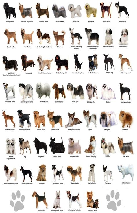 Consider the Size, Breed, and Personality of Your Ideal Canine Companion