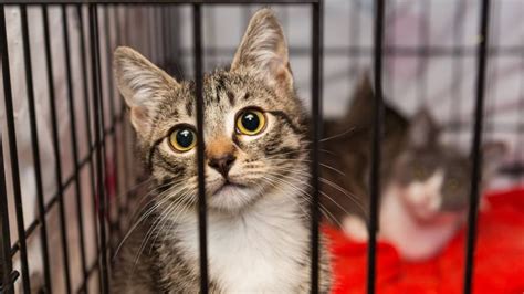 Considerations for Adopting or Purchasing a Kitten