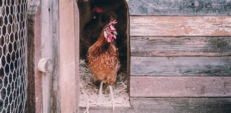 Constructing the Perfect Henhouse: Vital Advice and Strategies