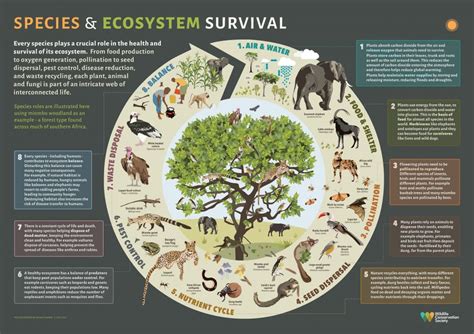 Context is Key: Understanding the Role of the Small Animal in the Dream Storyline