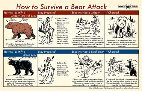 Coping Strategies for Dealing with Nightmares of Bear Encounters