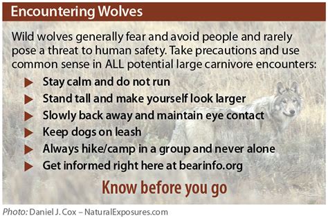 Coping Strategies for Dealing with Wolf Encounter Nightmares