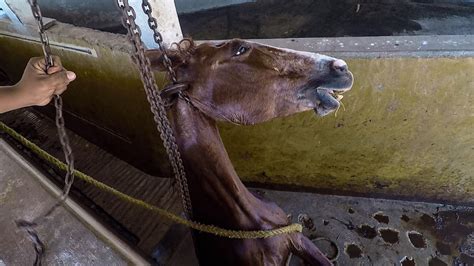 Coping Strategies for Disturbing Equine Slaughter Visions