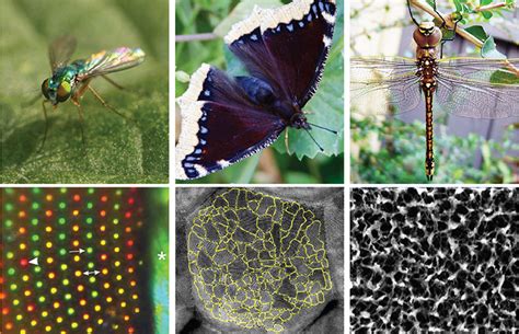 Coping with Insect Visions: Strategies and Recommendations